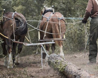 
		Desembosc amb tracció animal moderna
	