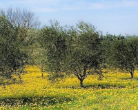 
		La poda natural en olivera i ametller
	