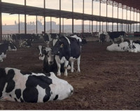 
		Formació de personal que treballa en granges bovines
	