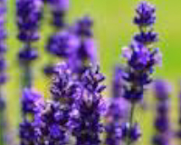 
		Aprofitament de recursos agraris i ramaders en l’elaboració de nous productes
	