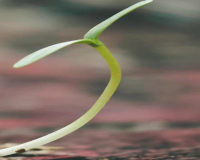 
		Curs bàsic d’agricultura regenerativa
	