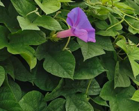 
		Fonaments per a professionals en la gestió integral i responsable d’espècies exòtiques invasores
	