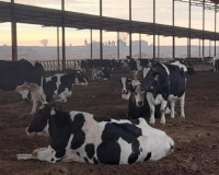 
		Personal que treballa en granges bovines
	