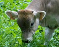 
		Curs: Benestar animal en explotacions bovines. Mòdul específic
	