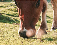 
		Pastures i pasturatge (amb tècniques regeneratives)
	