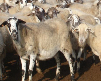 
		Curs bàsic d’oví
	