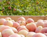 
		Curs bàsic de producció ecològica
	