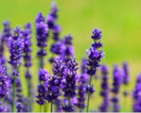 
		Curs bàsic d’identificació i elaboracions amb plantes aromàtiques medicinals (PAM)
	