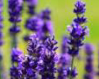 
		Aprofitament de recursos agraris i ramaders en l’elaboració de nous productes
	