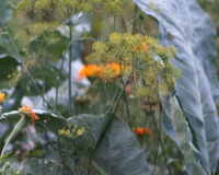 
		Curs de salut vegetal en horta de muntanya
	