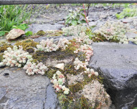 
		Jardineria sostenible (3a edició)
	