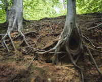 
		Arrels i plantació d’arbres
	