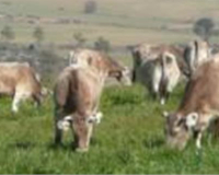 
		Benestar animal en explotacions bovines. Mòdul específic
	