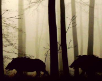 
		Sanitat i higiene de carn silvestre de caça
	