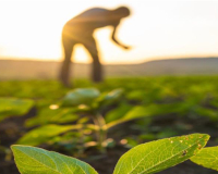 
		Curs avançat d’agricultura regenerativa
	
