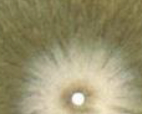 
		Cromatografia de sòls i la seva interpretació
	