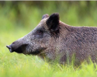 
		Qualificació per executar accions de control poblacional d'espècies cinegètiques
	