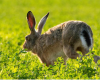 
		Qualificació per executar accions de control poblacional d’espècies cinegètiques
	