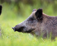 
		Qualificació per executar accions de control poblacional d'espècies cinegètiques
	