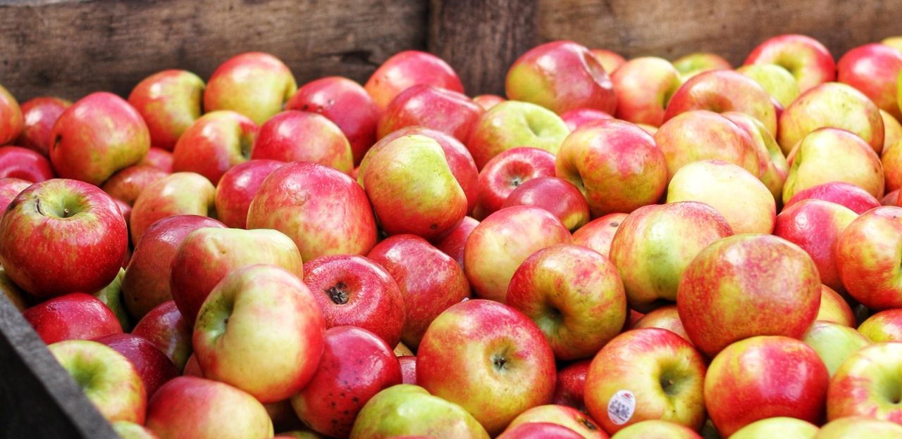 Fruit.Net executa 15 estudis relacionats amb el préssec, la pera, la poma i els cítrics
