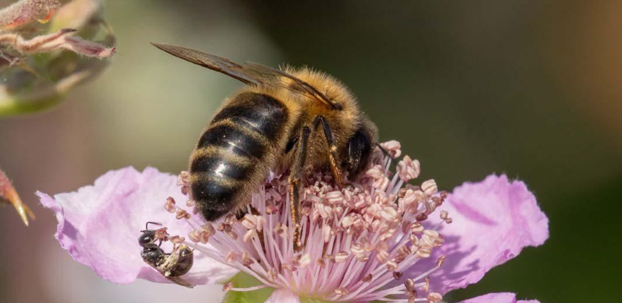 Conèixer l’abella: anatomia, sistema immunitari i peculiaritats de l’espècie