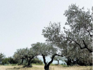 Control de plagues i malalties de l’olivera en producció ecològica