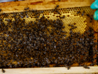 Experiències en selecció i conservació de l’abella local