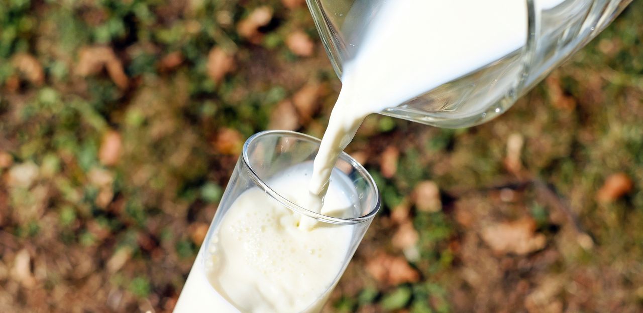 Producció de llet a Catalunya