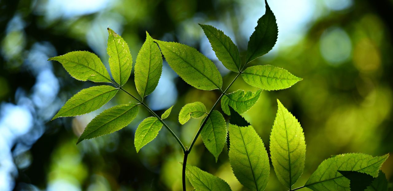 Setmana de la Natura