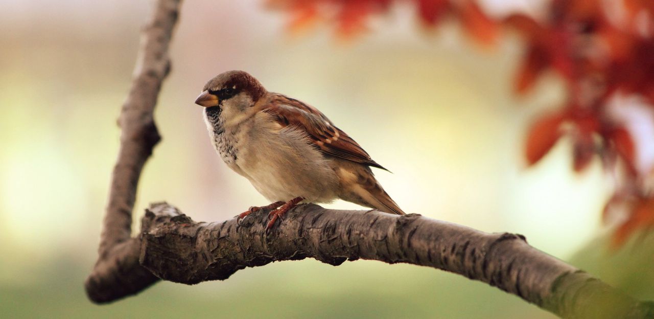 Iniciativa Birds@Farmland: 22 esquemes per a la conservació dels ocells agrícoles