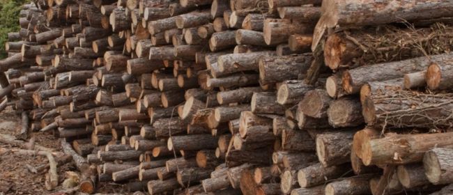 El consum de biomassa forestal per a usos tèrmics creix un 12% a Catalunya l'any 2024