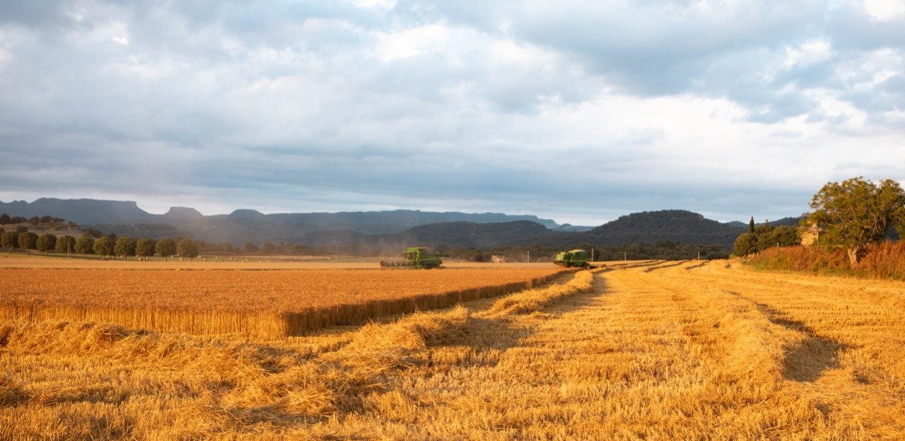 Els paisatges d’espigues, el cereal, la farina i el pa protagonistes de l’agost de Catalunya Regió Mundial de la Gastronomia 2025
