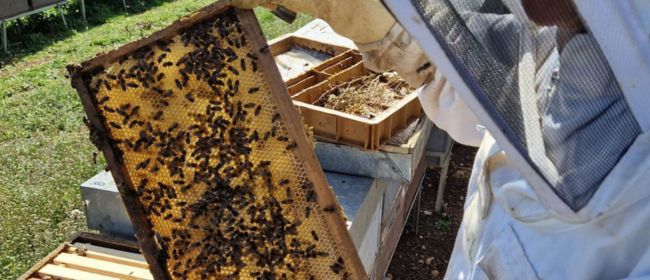 Innovació ecològica: extractes de fongs per cuidar les abelles i enriquir la mel