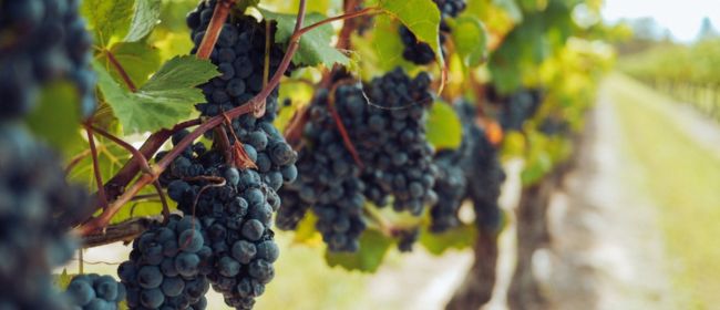La producció vitivinícola a Catalunya augmenta un 30% el 2025 respecte a la campanya anterior
