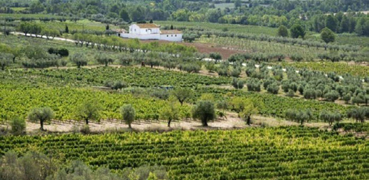 Article tècnic Eines i iniciatives per a l'emprenedoria agrària