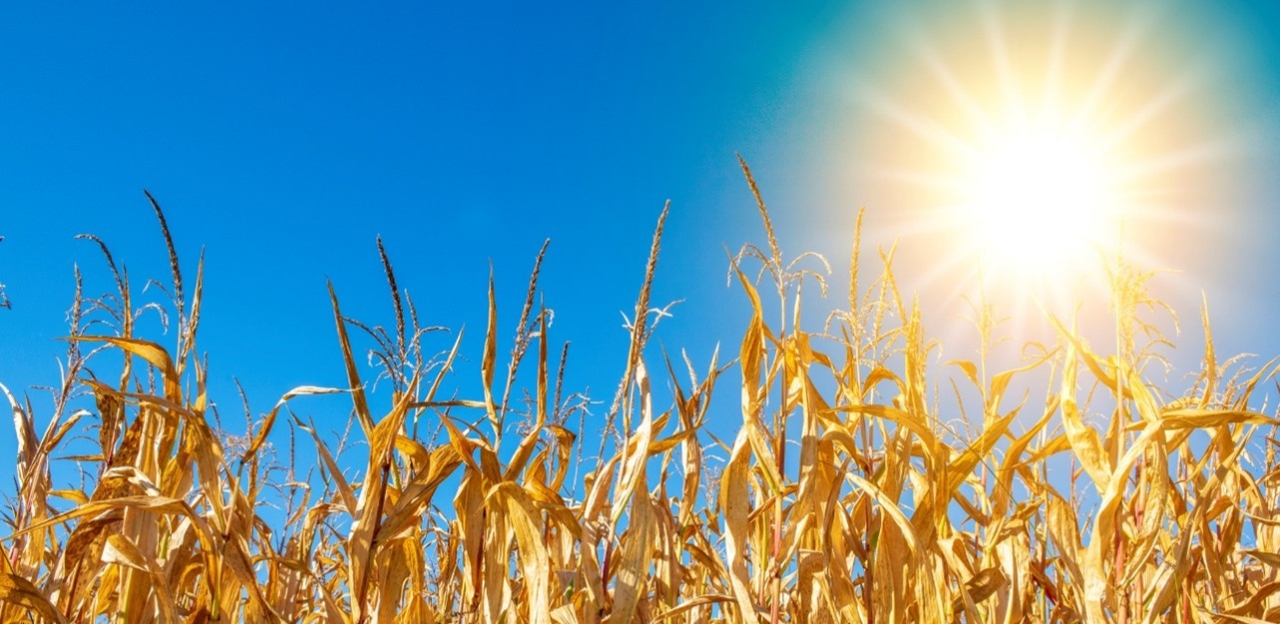 Onades de calor i regadiu. Gestió en les finques agrícoles per minimitzar l’impacte