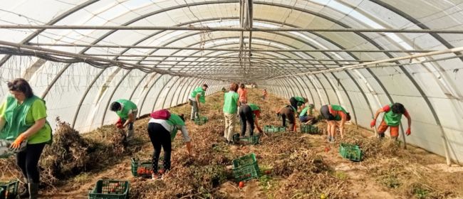 Una centena de voluntaris recullen més de 8 tones d’aliments durant la V Marató #JoEspigolo de la campanya “Aprofitem els aliments”