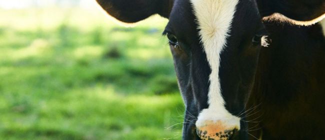 Es comença a vacunar els primers casos de dermatosi de l’explotació bovina de Girona