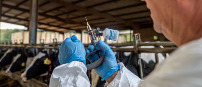 El Pla vacunal per a la dermatosi nodular contagiosa presentat a la Comissió Europea podrà garantir la vacunació de diverses zones de Catalunya