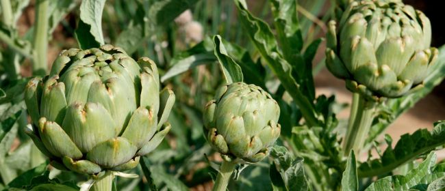 Butlletins d’informació fitosanitària per al mes de novmbre de 2025