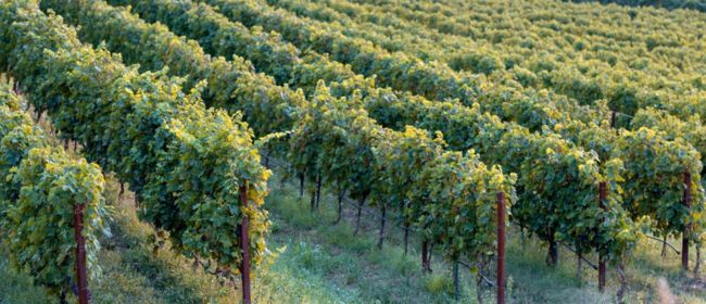 El Govern suavitza les limitacions del Pla de sequera per a usos agrícoles i ramaders