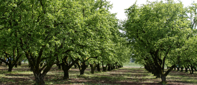 El Pla de l’avellana 2026-2028 impulsa mesures per garantir la continuïtat i la competitivitat del sector a Catalunya