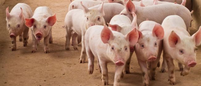 El nou Pla de Bioseguretat 360º s’articula en 12 línies de treball per protegir el sector porcí