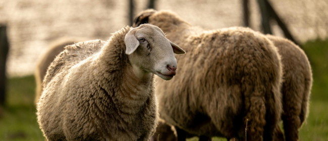 Oberta una convocatòria europea per a impulsar el futur de la salut i el benestar animal