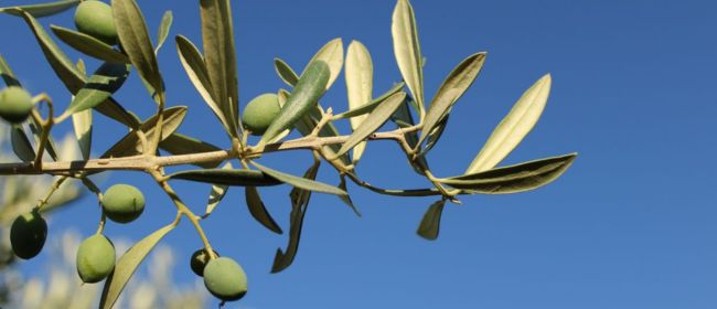Neix la primera edició de les Microcredencials de l’Oli, una nova eina formativa per al sector oleícola
