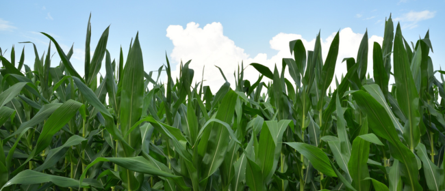 El nombre de productors ecològics creix de 1.639 l'any 2010 a 5.180 l'any 2025