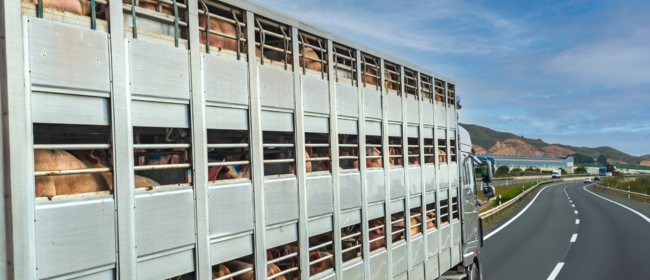 El sector ramader ja pot gestionar des del mòbil el tancament dels Documents Sanitaris de Trasllat d'animals