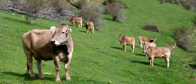 Un ajut de minimis finança infraestructures per millorar la bioseguretat en explotacions ramaderes de remugants i equines
