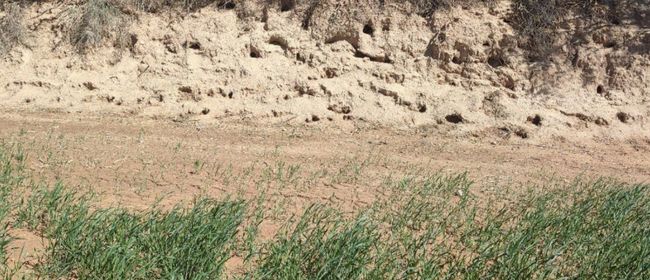 Més de 2 milions d'euros en ajuts per protegir els conreus de les explotacions agràries afectades per l'excés de població cinegètica 