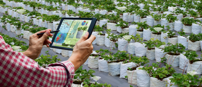 Agricultura participa en 7 projectes FEDER subvencionats amb més de 50 milions d’euros